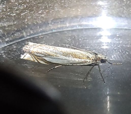 Crambus des pâturages  - Thomas Lux