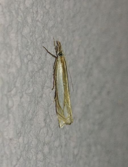 Crambus des pâturages 