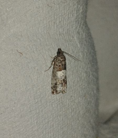 Spilonota ocellana 