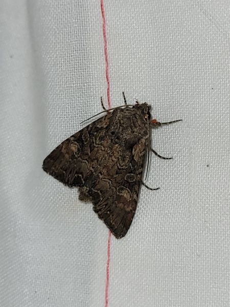 Lacanobia aliena  - Thomas Lux