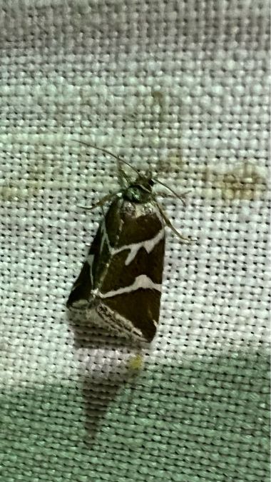 Deltote bankiana  - Melchior Viallet