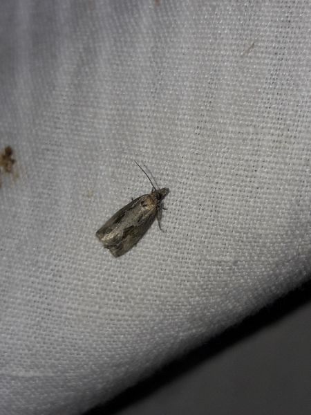 Endothenia quadrimaculana  - Sylvain Lethuillier