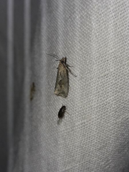 Endothenia quadrimaculana  - Sylvain Lethuillier