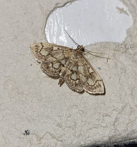 Anania stachydalis  - Thomas Lux