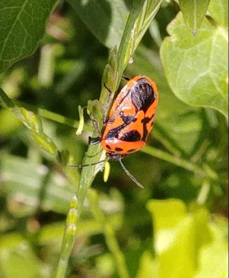 Eurydema ornata 