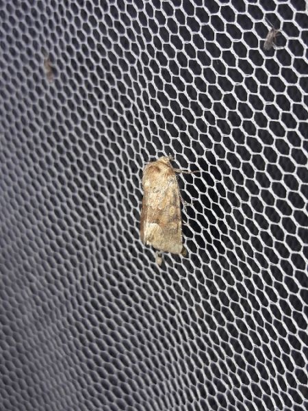 Oligia fasciuncula  - Sylvain Lethuillier