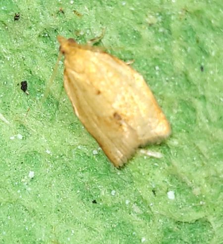 Clepsis consimilana  - Thomas Lux