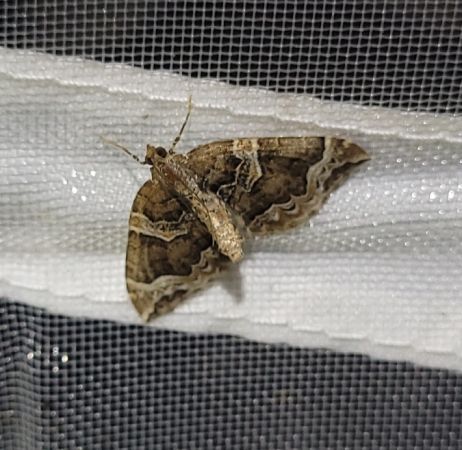 Eulithis prunata  - Thomas Lux
