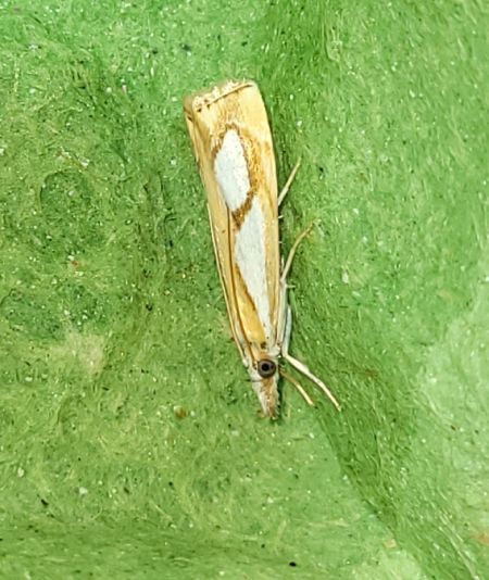 Catoptria pinella  - Thomas Lux
