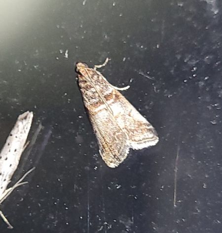 Acrobasis advenella  - Thomas Lux