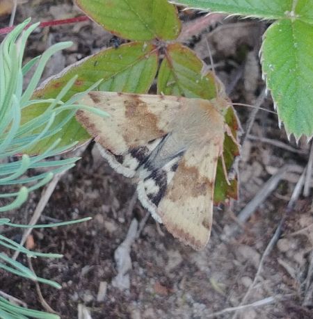 Noctuelle de la cardère 