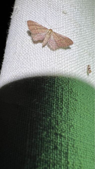 Idaea infirmaria  - Melchior Viallet