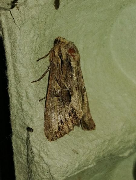 Apamea monoglypha 
