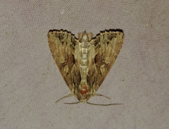 Apamea monoglypha 