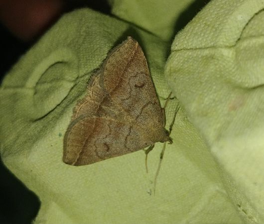 Zanclognatha lunalis 