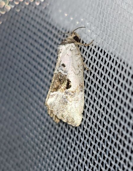 Elaphria venustula  - Thomas Lux