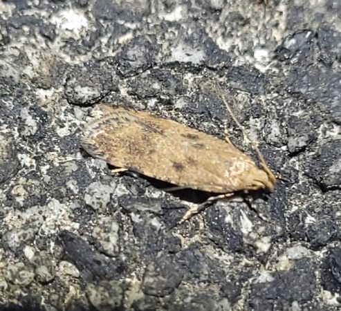 Pexicopia malvella  - Thomas Lux