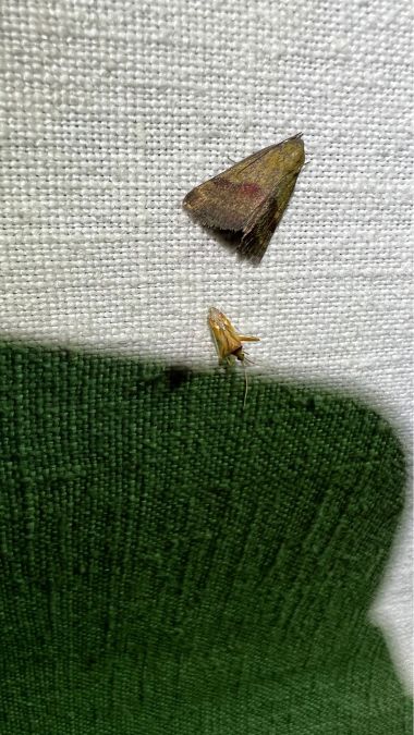 Phytometra viridaria  - Melchior Viallet