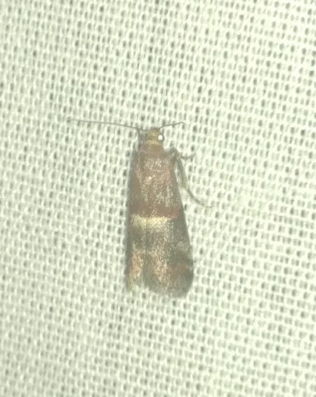 Acrobasis marmorea 