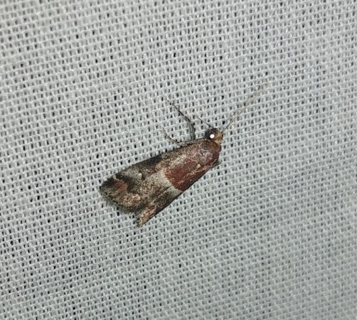 Acrobasis marmorea 