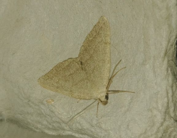 Pechipogo strigilata 