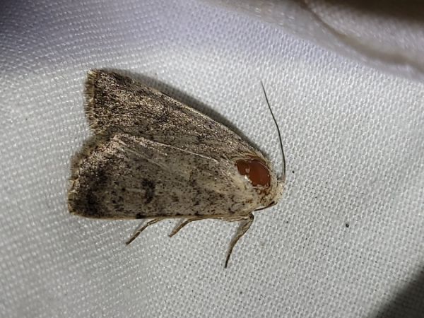 Hoplodrina respersa  - Thomas Lux