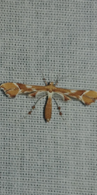 Cnaemidophorus rhododactyla 