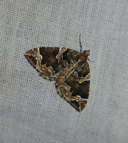 Eulithis prunata 