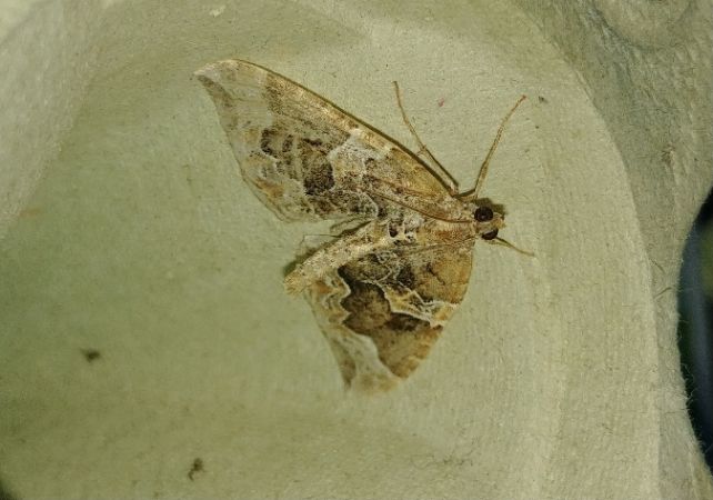 Eulithis prunata 