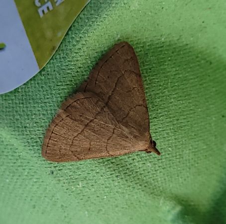 Paracolax tristalis  - Thomas Lux