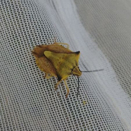 Carpocoris fuscispinus 