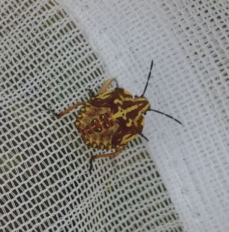 Carpocoris fuscispinus 