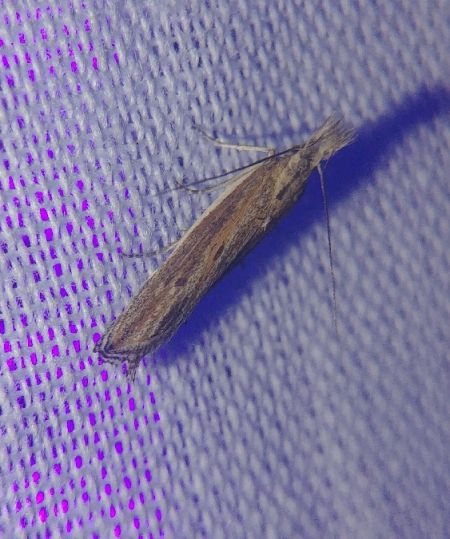 Ypsolopha mucronella 