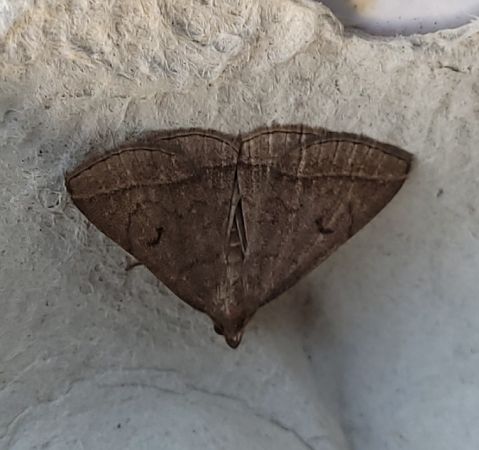 Zanclognatha lunalis  - Thomas Lux