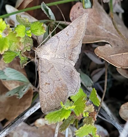 Zanclognatha lunalis  - Thomas Lux