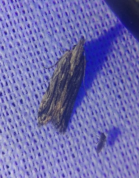 Anarsia lineatella 