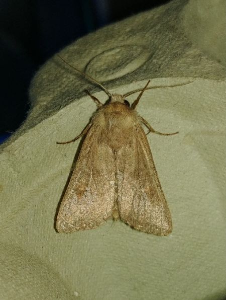 Mythimna ferrago 