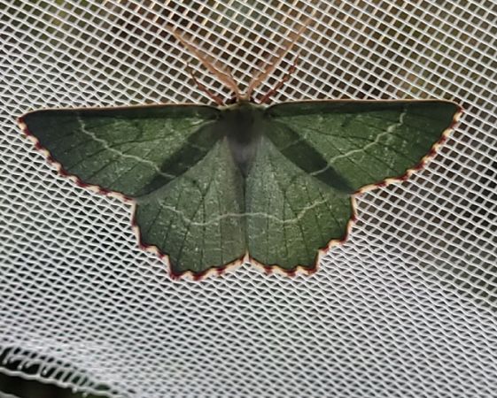 Thalera fimbrialis  - Thomas Lux