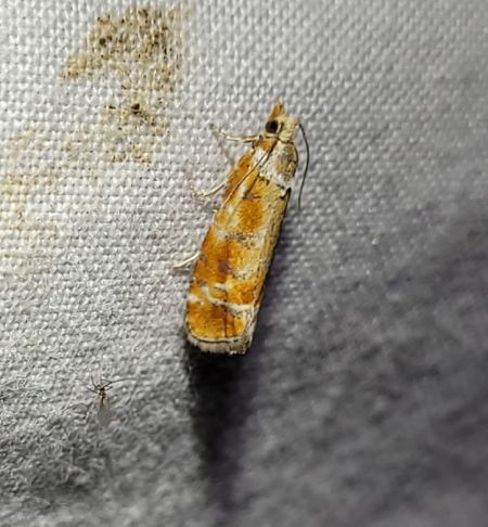 Rhyacionia buoliana  - Thomas Lux