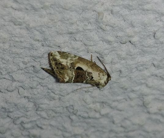 Elaphria venustula 