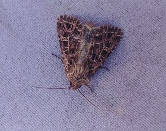 Sideridis reticulata 