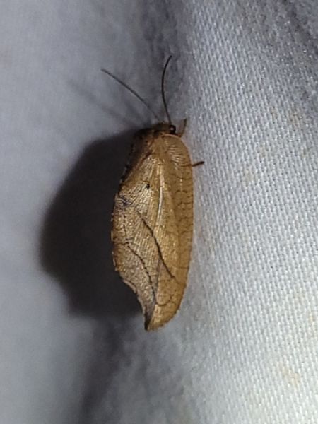 Drepanepteryx phalaenoides  - Thomas Lux