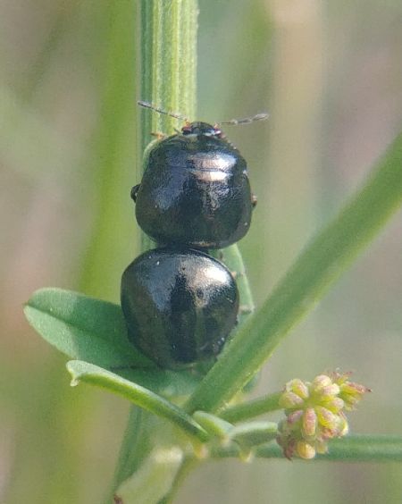 Coptosoma scutellatum 