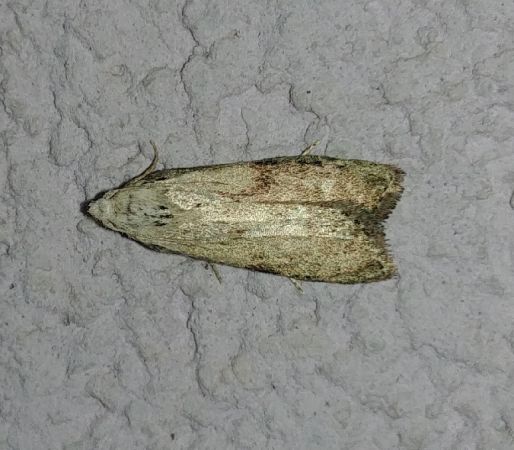 Pyrale du Bourdon 