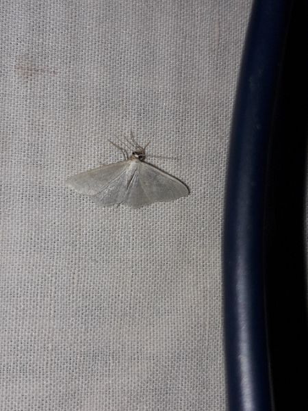 Asthena albulata  - Sylvain Lethuillier