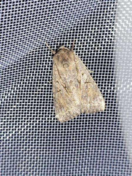 Apterogenum ypsillon  - Thomas Lux