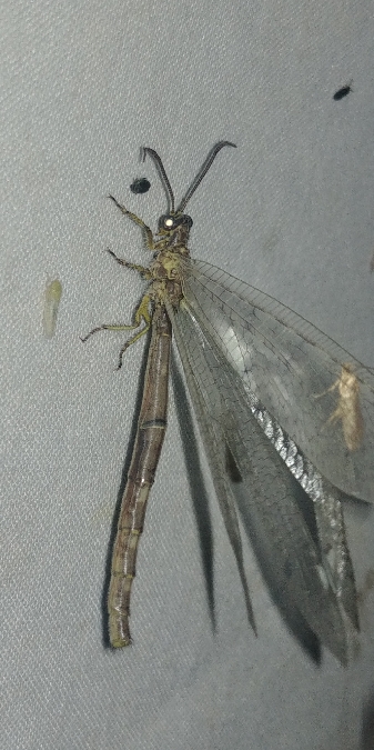 Fourmilion longicorne 