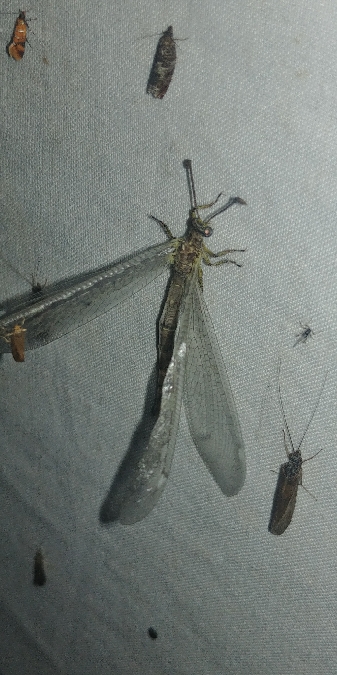 Fourmilion longicorne 