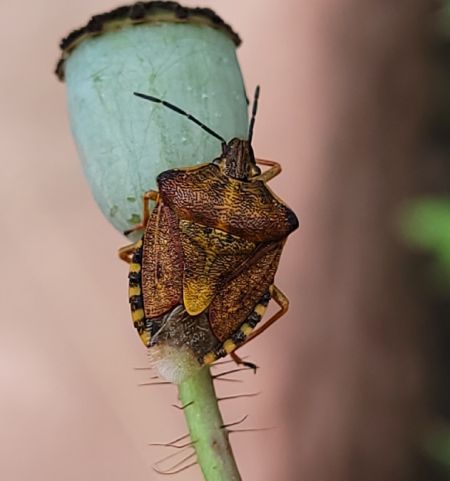 Carpocoris purpureipennis  - Thomas Lux
