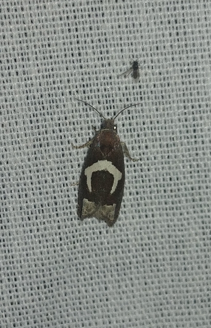 Epiblema foenella 